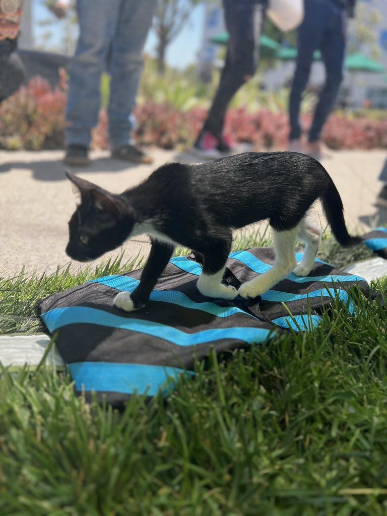 «День Средневековья» в Blizzard