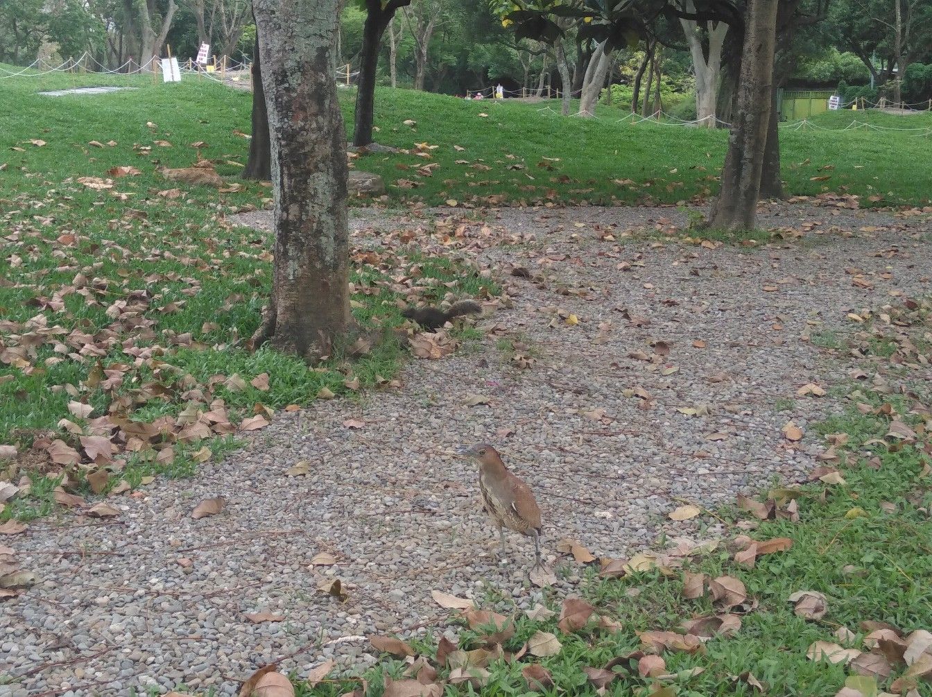 Белка и птица