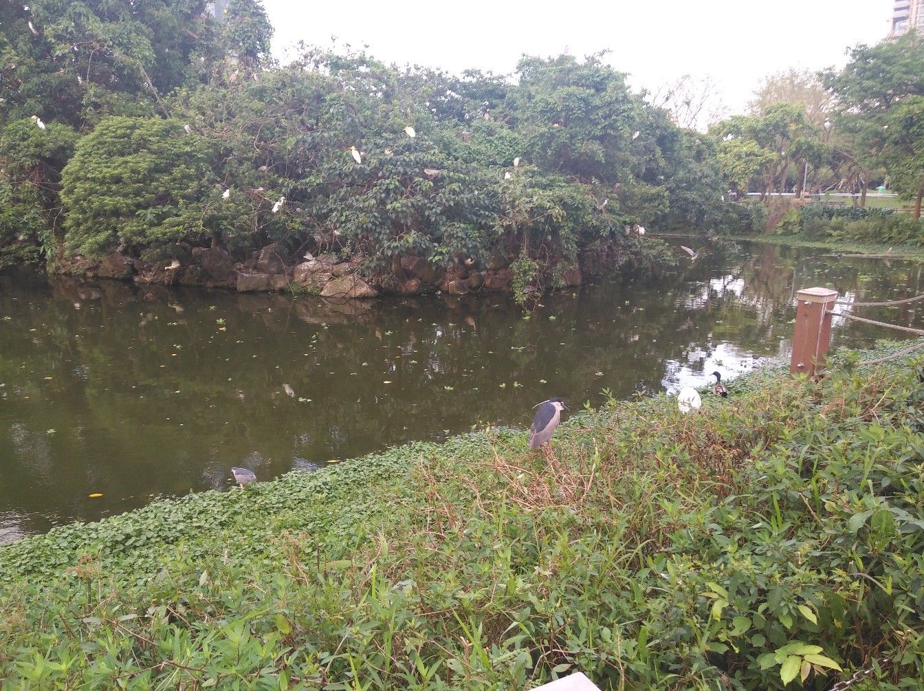 Птичий остров