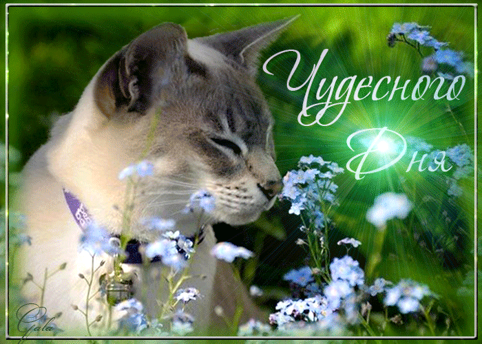 Чудесного дня