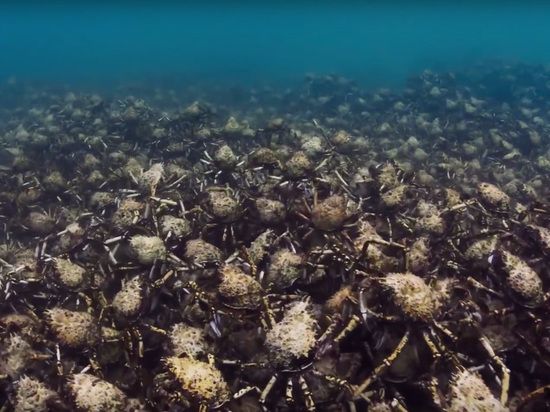 Миграция крабов. Источник: видео BBC. 