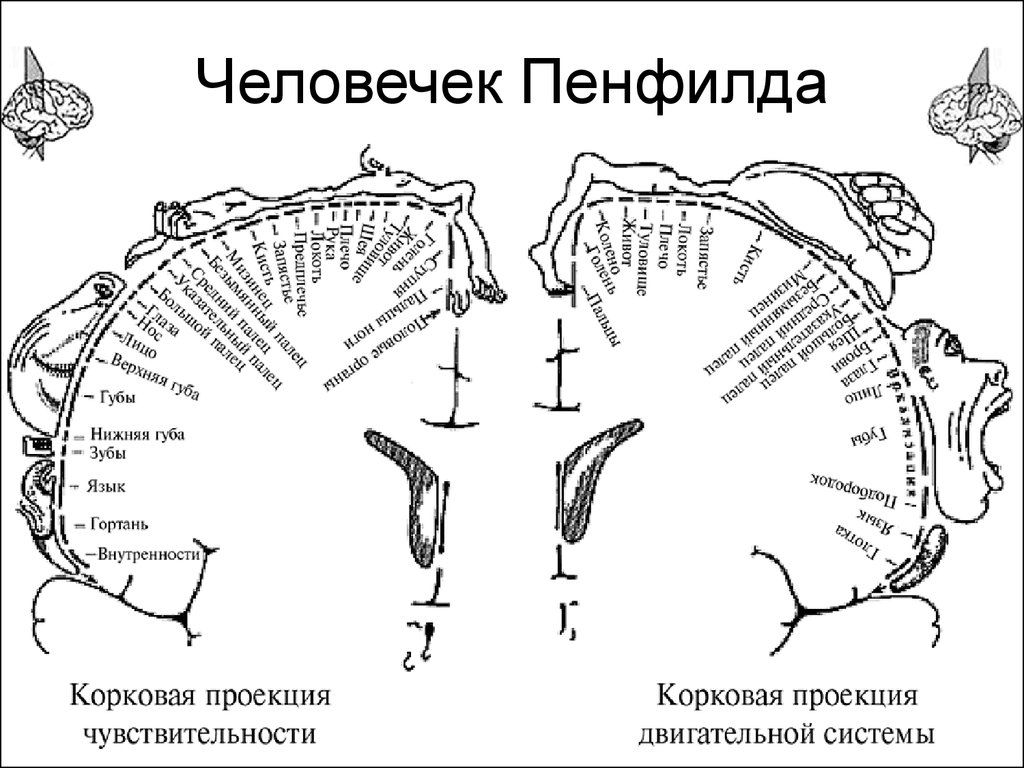 Тема подробно и интересно затронута Сергеем Вячеславовичем Савельевым в радиопередачах «Вынос мозга», посвящённых соматической чувствительности.