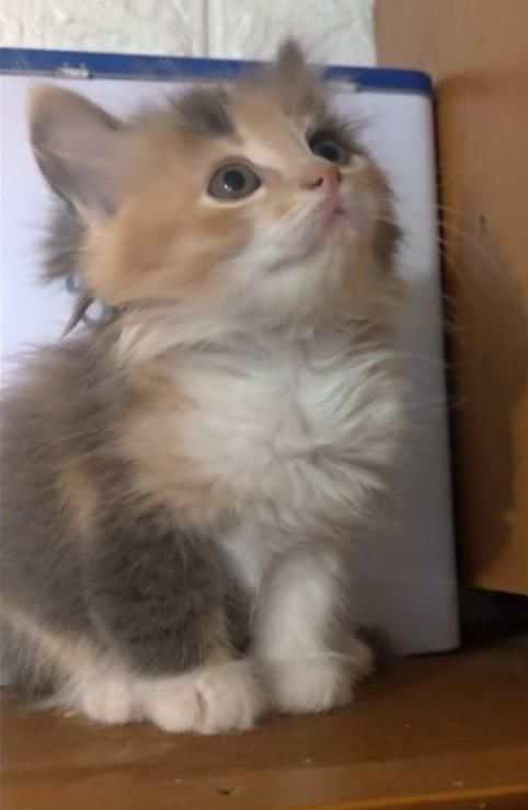 Котёнок, которому подбирали имя пользователи reddit. Источник: reddit