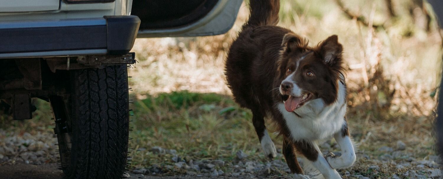 Мы тоже этого не ожидали, но «Космическая собака Лида» — отличное кино