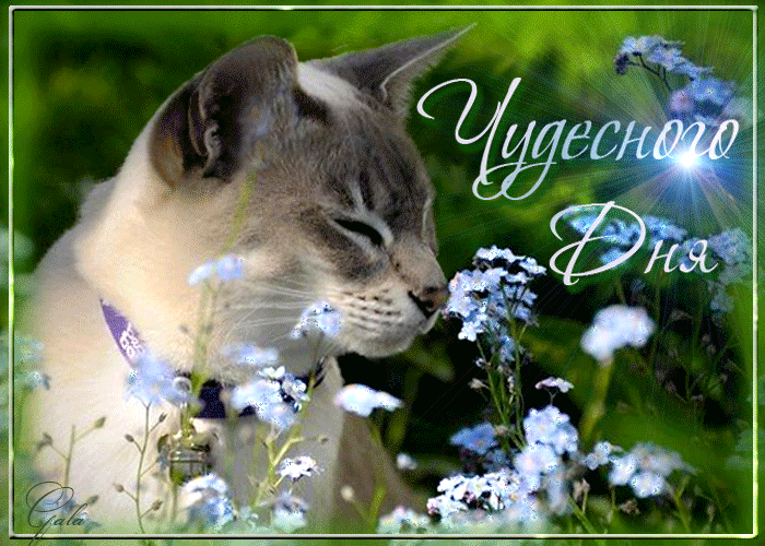 Чудесного дня