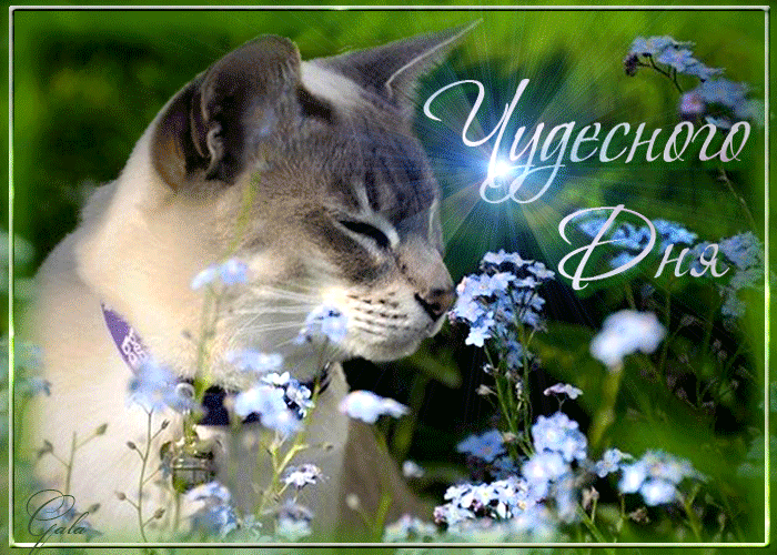 Чудесного дня