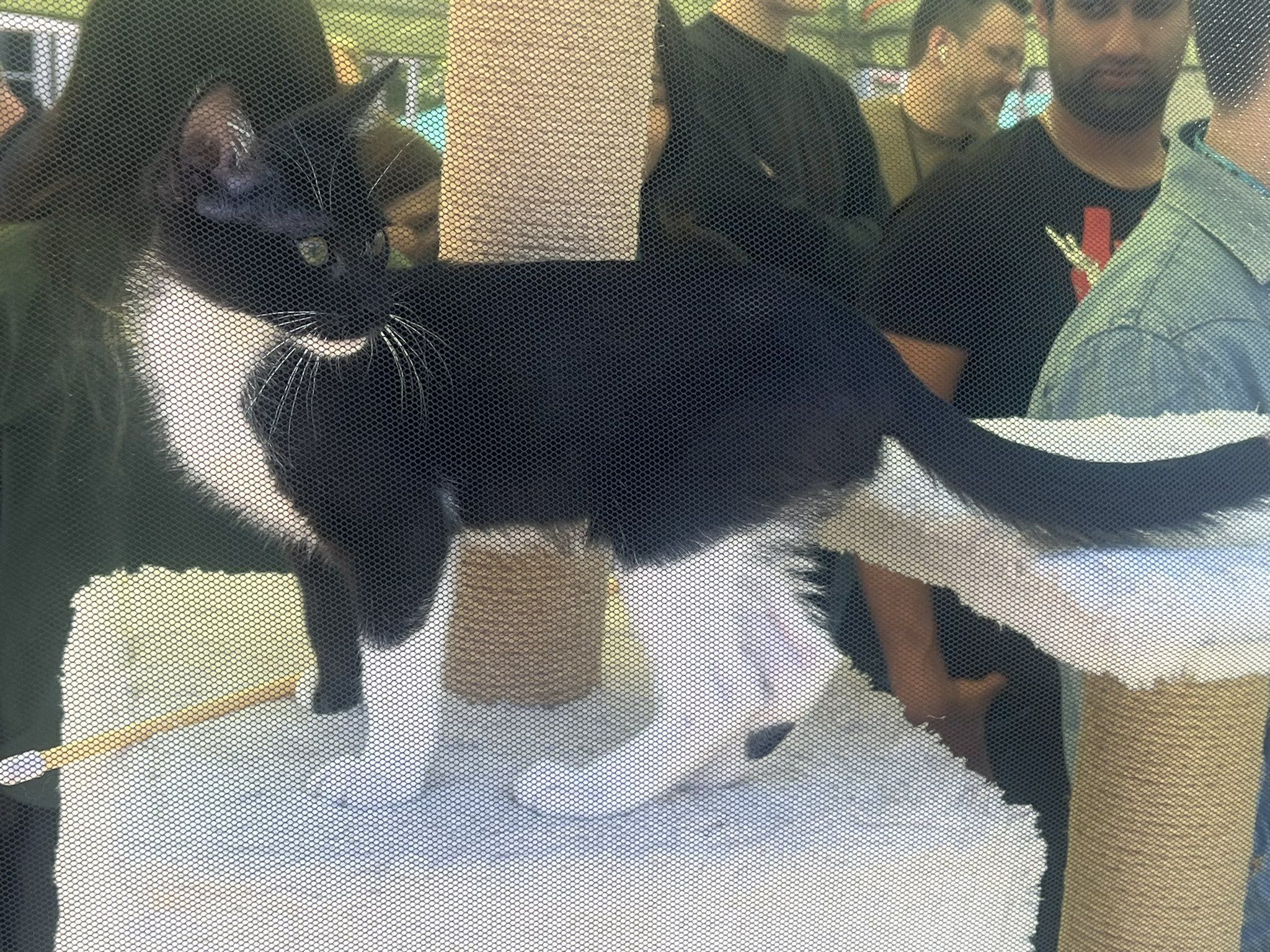 «День Средневековья» в Blizzard