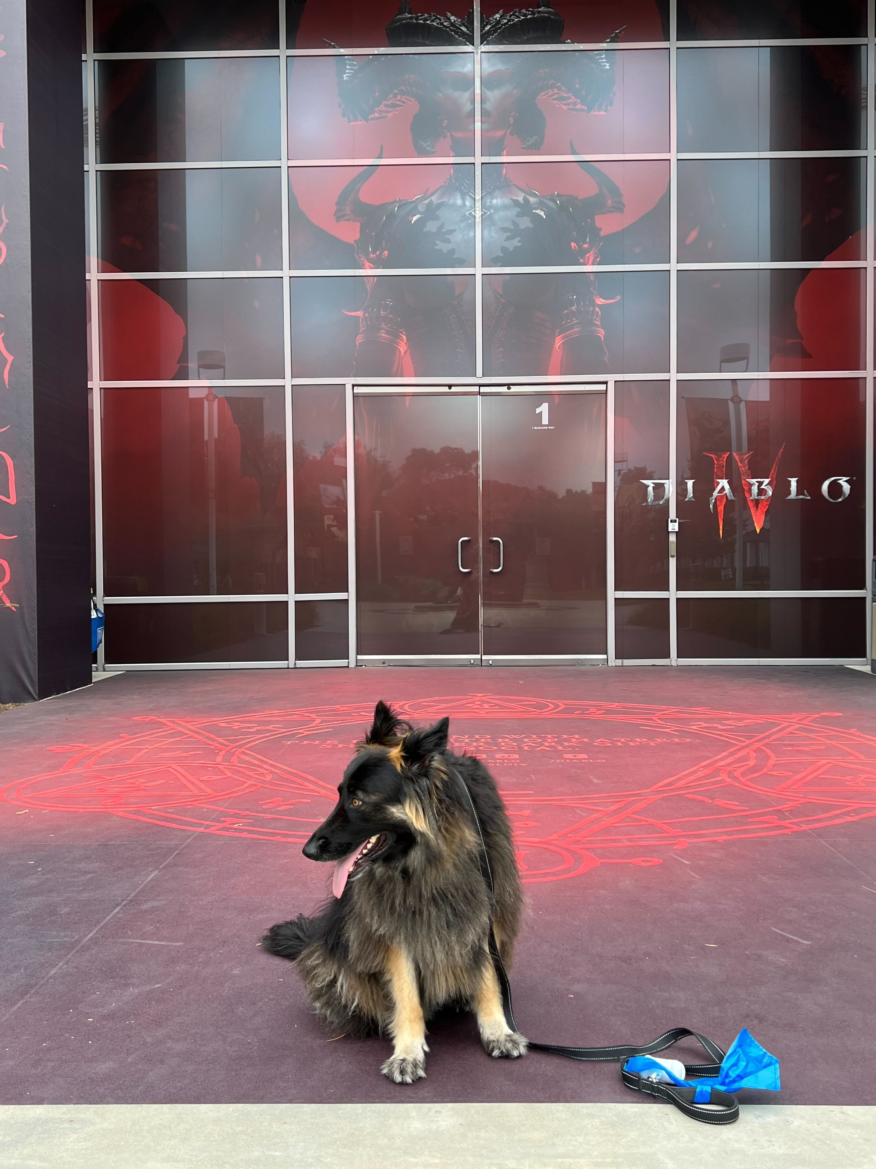 Собаки в офисе Blizzard в Ирвайне. Источник фото: твиттер LifeatBlizzard