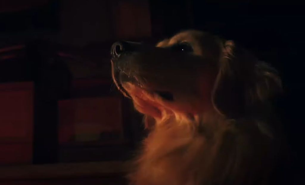 Кадр из фильма «Глазами пса»