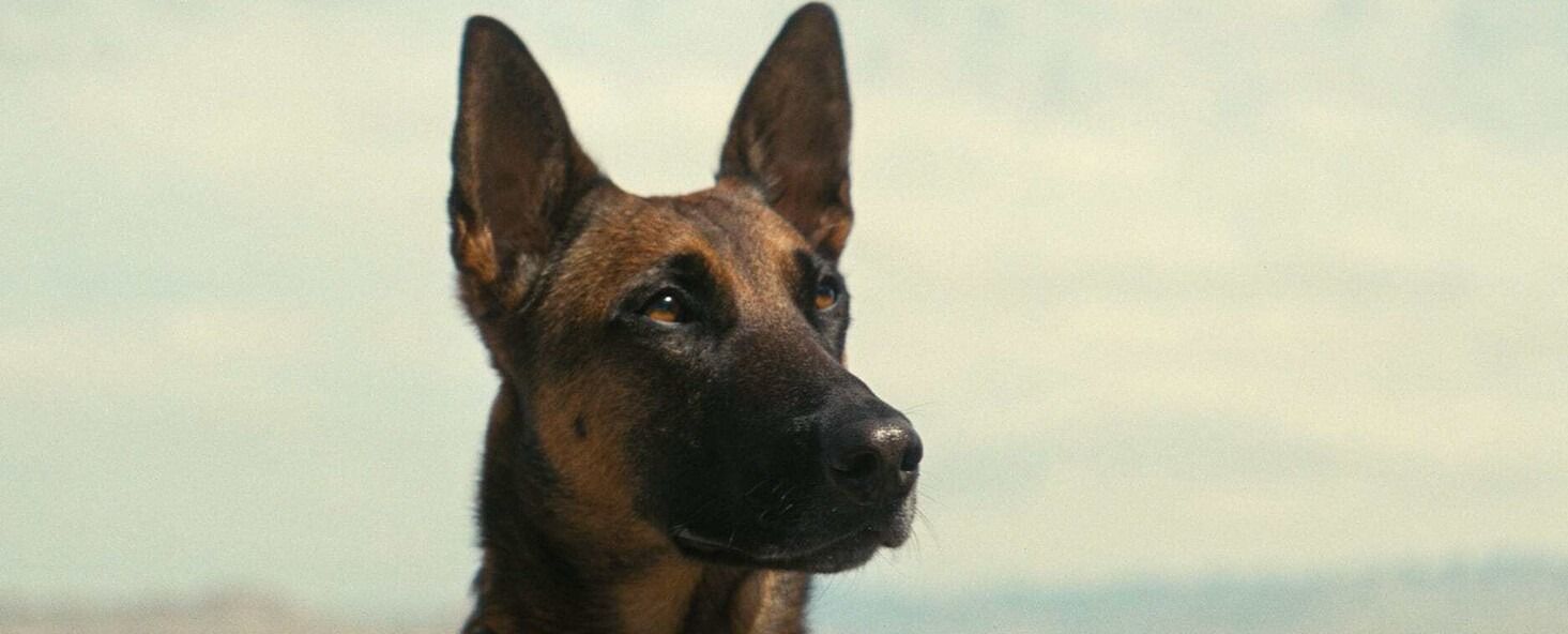 График выхода второго сезона сериала «Фоллаут»: даты выхода серий, сюжет и другие новости