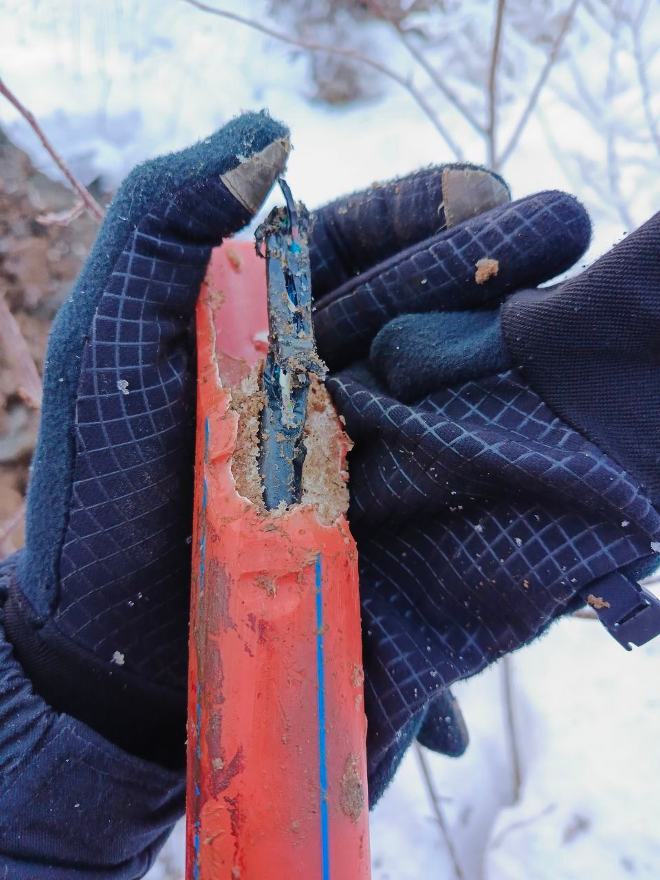 Кабель «Ростелекома», который перегрызли бобры | Источник: «Ростелеком»