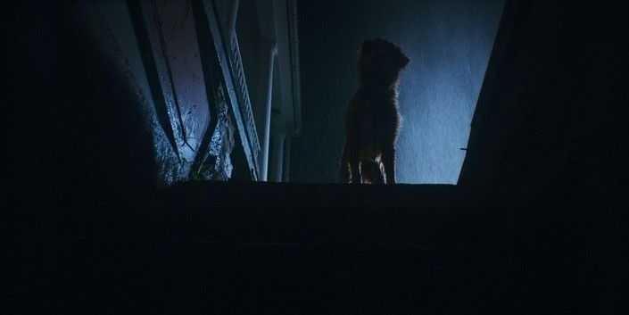 Кадр из фильма «Глазами пса»