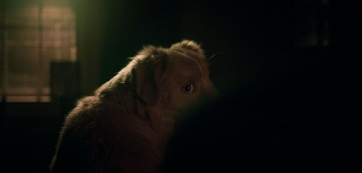 Кадр из фильма «Глазами пса»