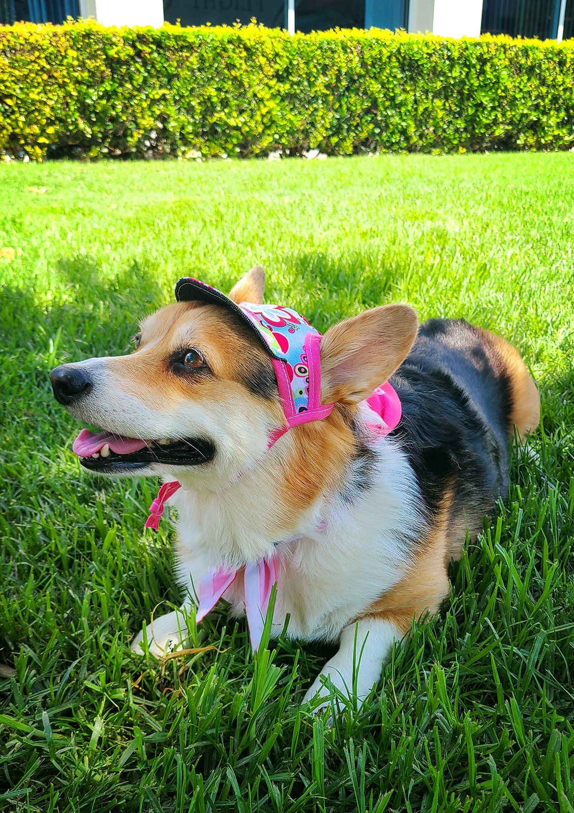 Собаки в офисе Blizzard в Ирвайне. Источник фото: твиттер LifeatBlizzard