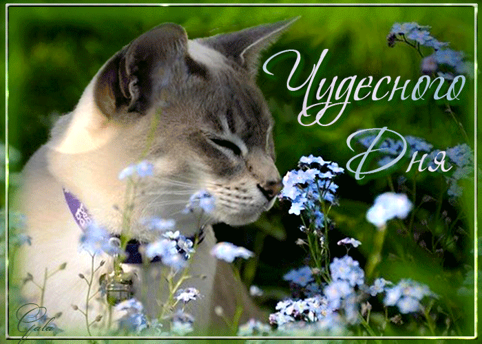 Чудесного дня