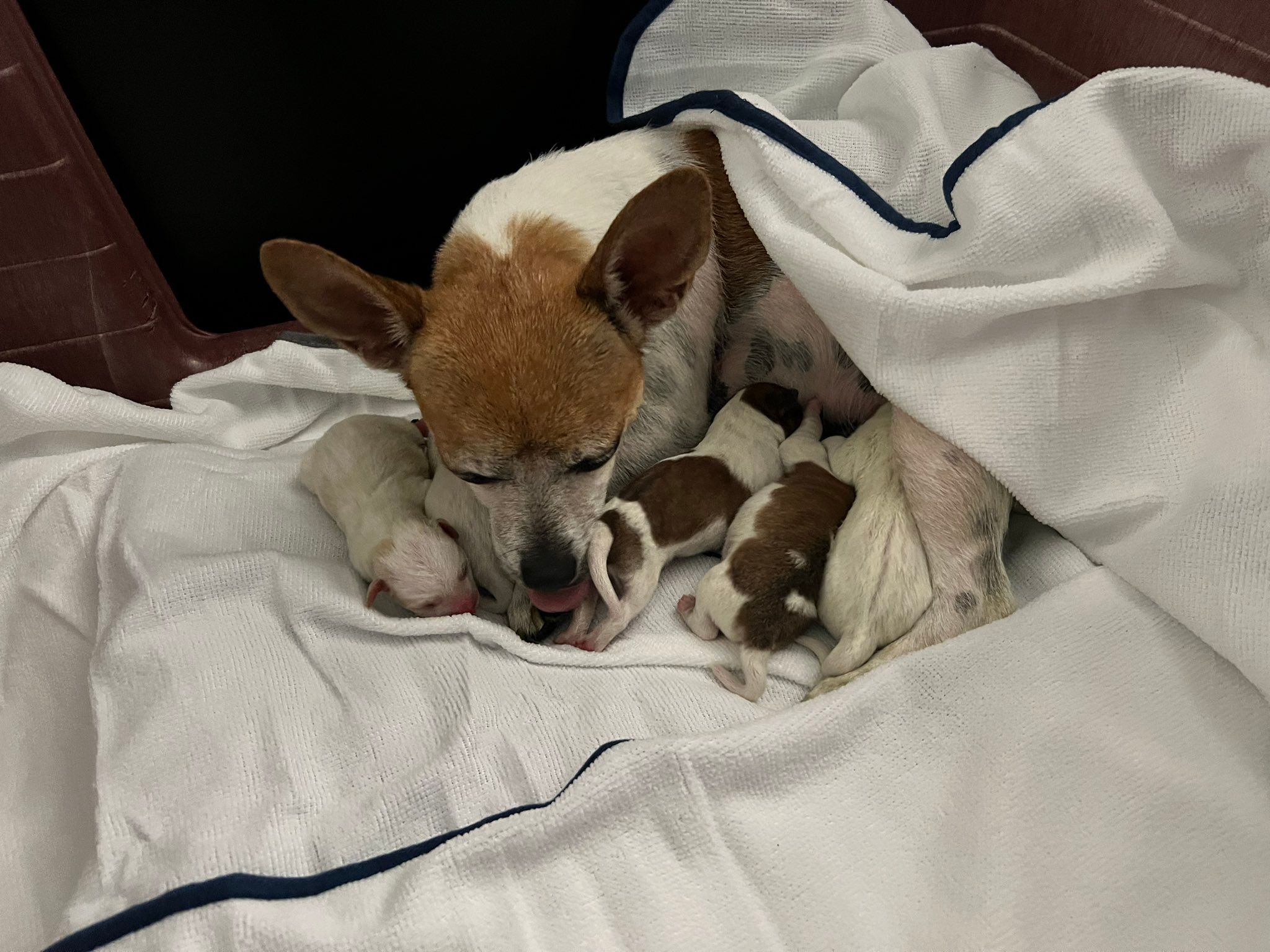 Щенки собаки стримерши Endingtag