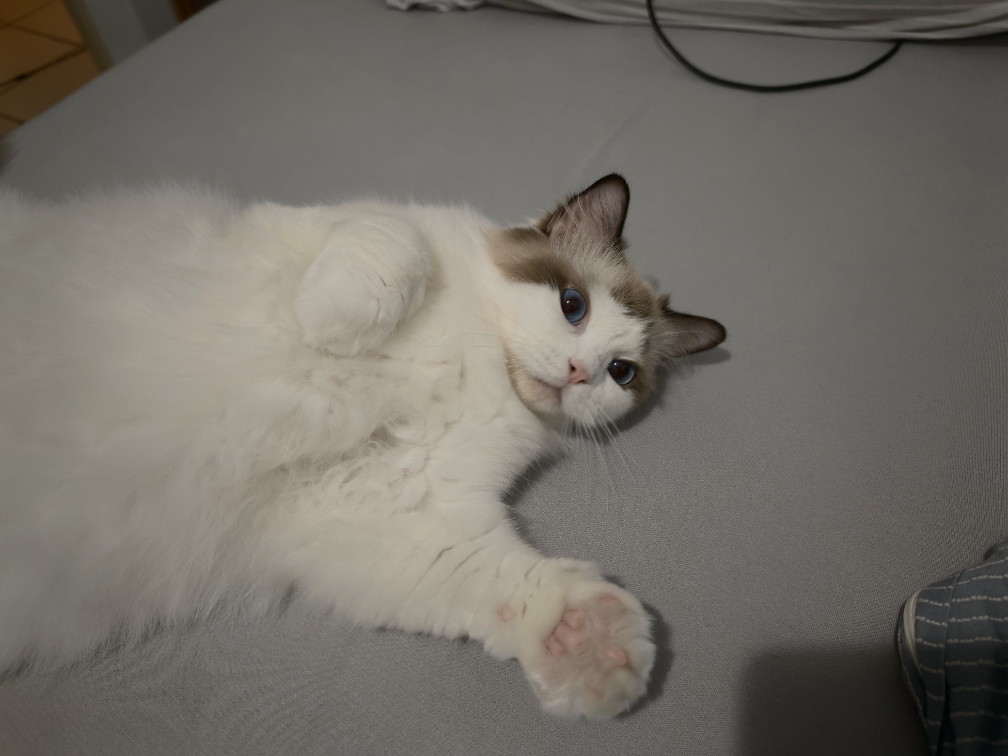 Кот, спасший ПК с RTX 4090 от пожара | Источник: VideoCardz