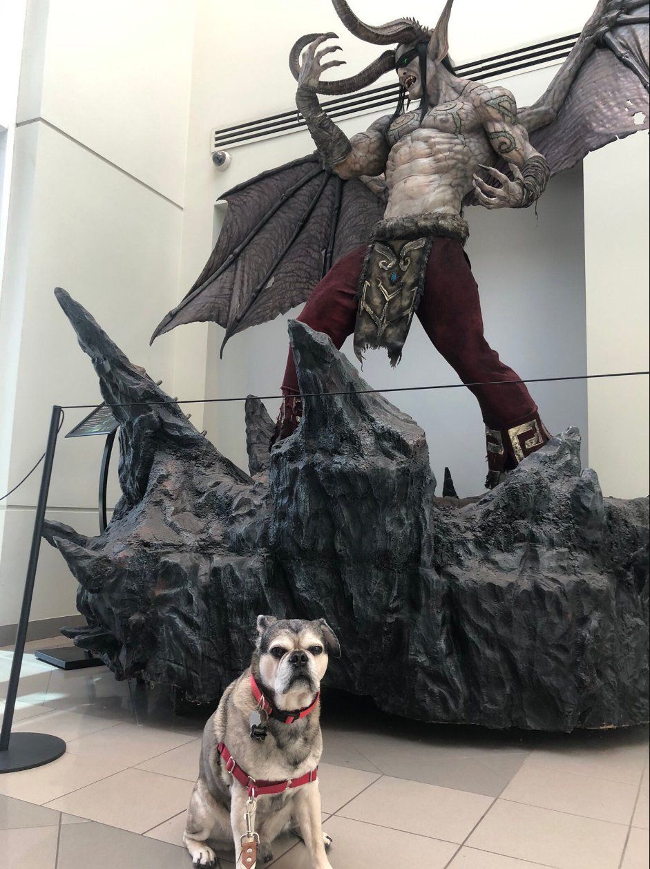 Собаки в офисе Blizzard в Ирвайне. Источник фото: твиттер LifeatBlizzard