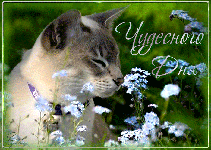 Чудесного дня