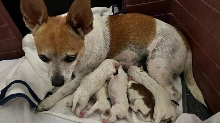 Щенки собаки стримерши Endingtag