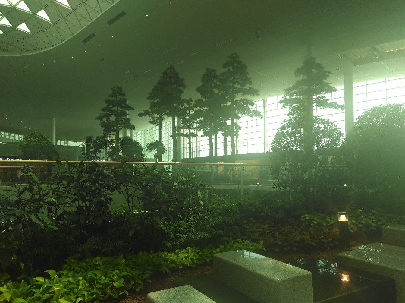 Даже солнечный свет тут зеленый