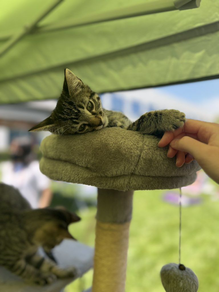 «День Средневековья» в Blizzard