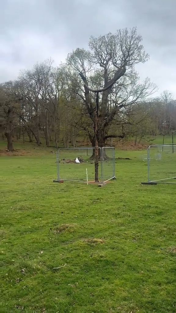 Источник: TikTok Throxtv