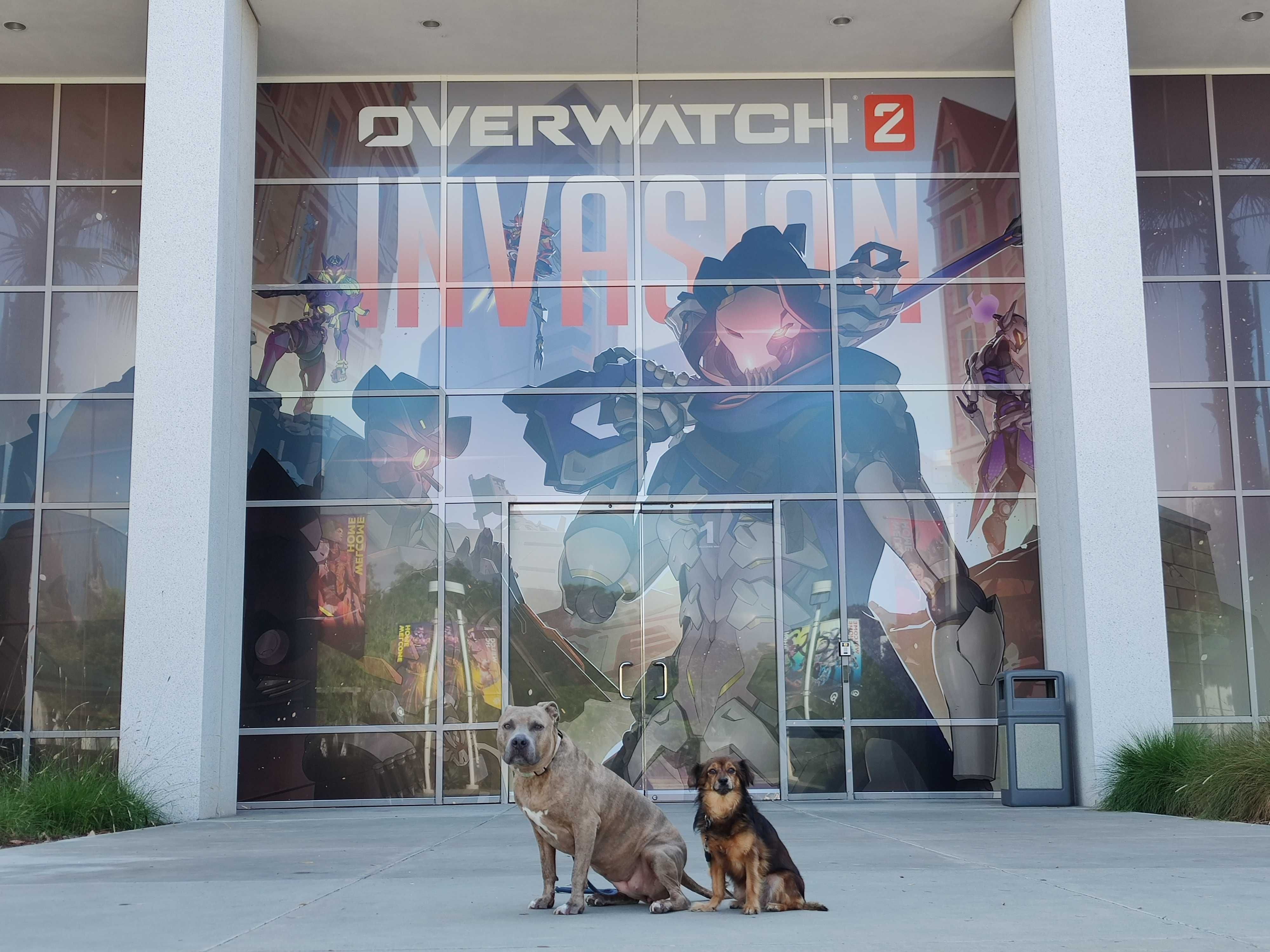 Собаки в офисе Blizzard в Ирвайне. Источник фото: твиттер LifeatBlizzard