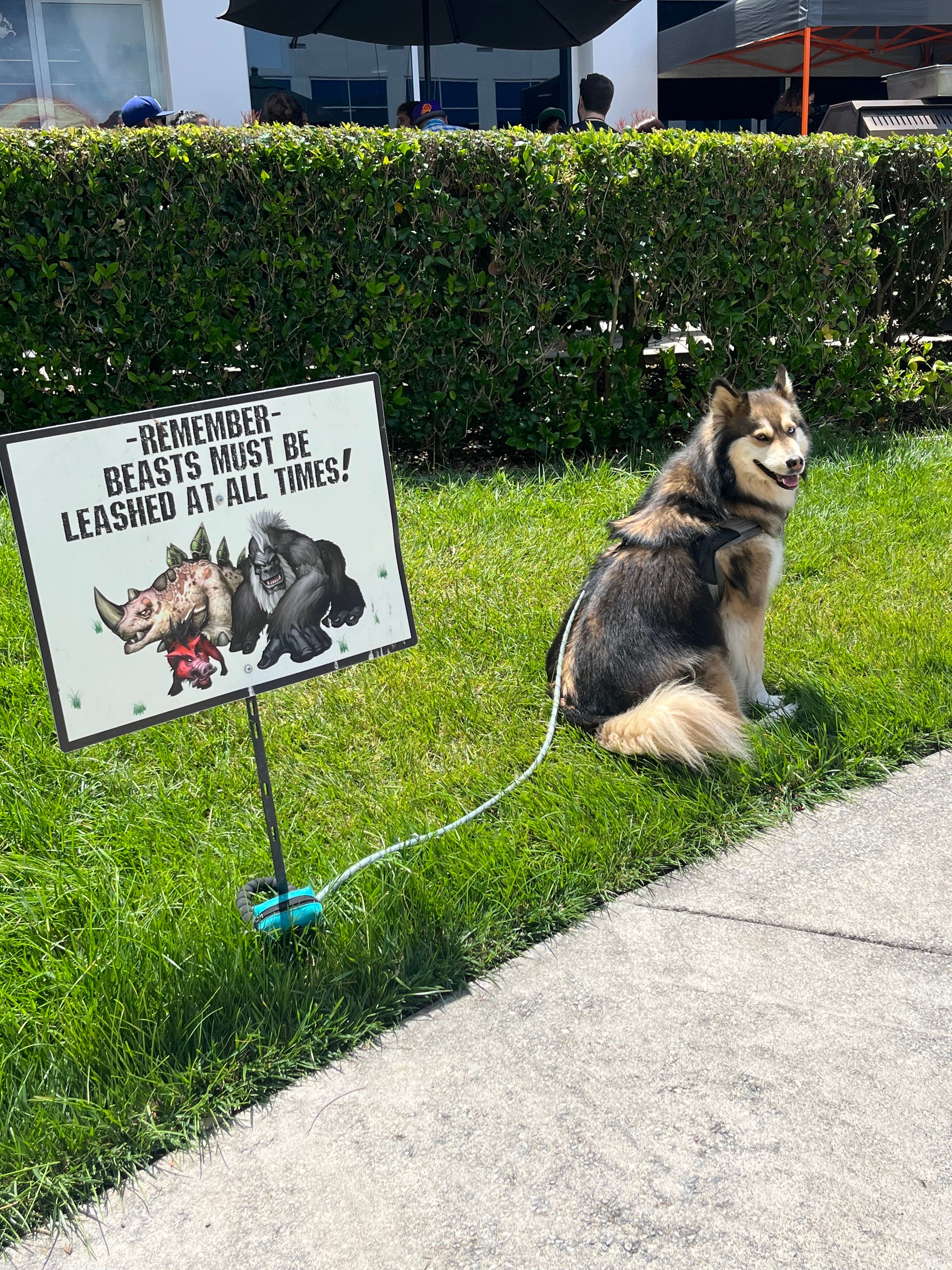 Собаки в офисе Blizzard в Ирвайне. Источник фото: твиттер LifeatBlizzard