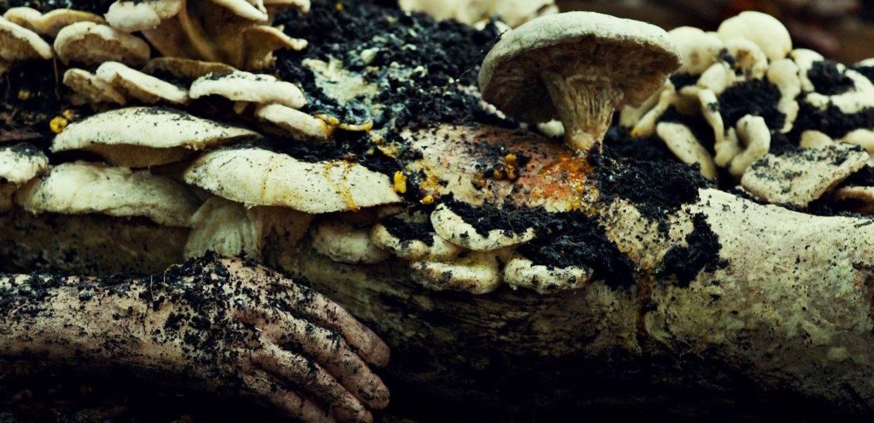 Кадр из сериала «Ганнибал»