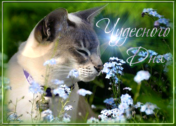 Чудесного дня