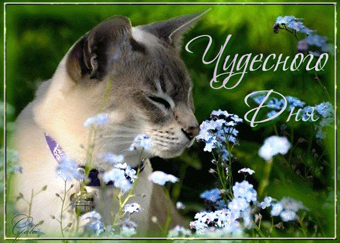 Чудесного дня