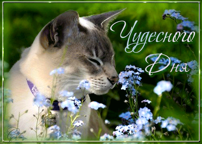 Дорогой задрот!
На сервере запрещено:
*использование читов, распрыжек, скриптов и прочих хитростей;
*использование спреев-обманок и спреев с эротическим содержанием ;
*использование уязвимостей карт;
*мат в любом проявлении
(слово "***" хоть и литературное, но на сервере расценивается как мат) ;
*оскорбления игроков;
*использование нечитаемых ников, ников содежащие мат, цифровых ников.
Всё это карается баном