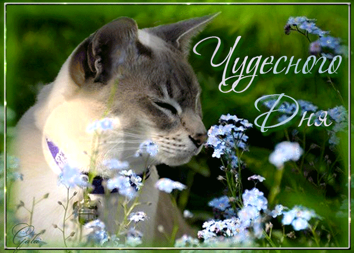 Чудесного дня