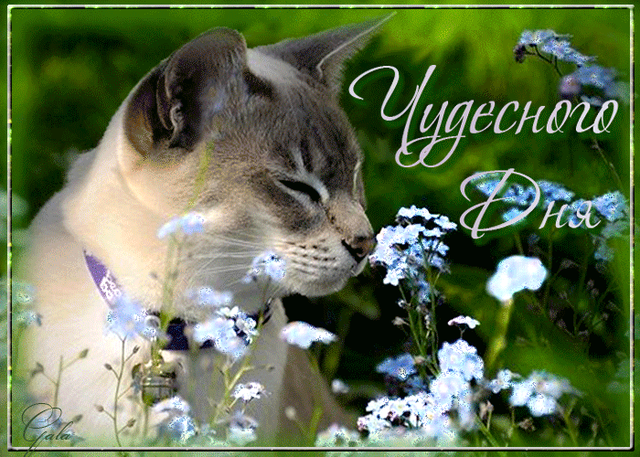 Чудесного дня