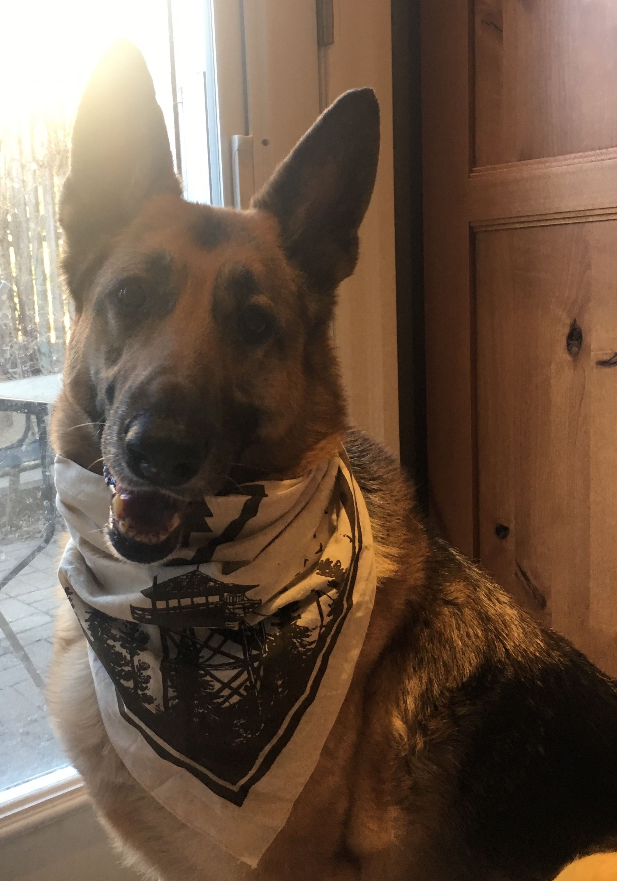 Ривер, подарившая внешность Dogmeat (Псине) в Fallout 4. Источник: twitter.com/JoelBurgess