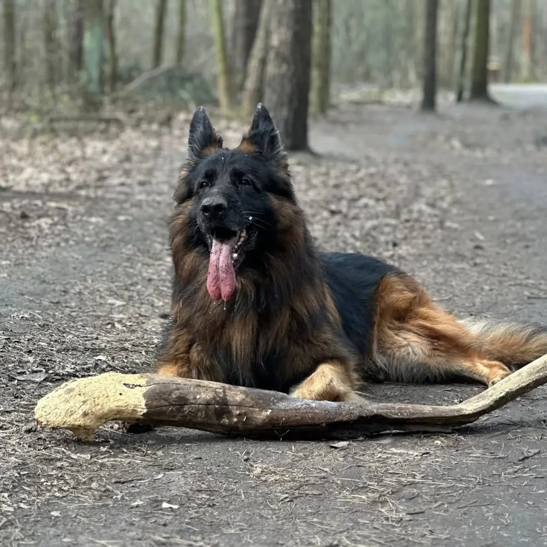 Источник: аккаунт pashaBiceps в Instagram*