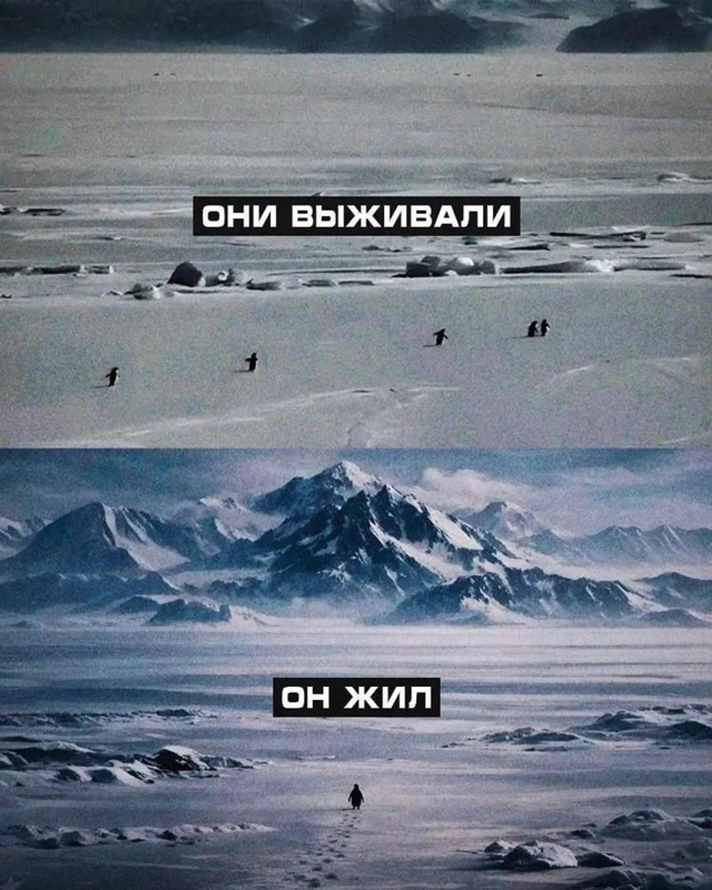 Мем с пингвином в сети интернет