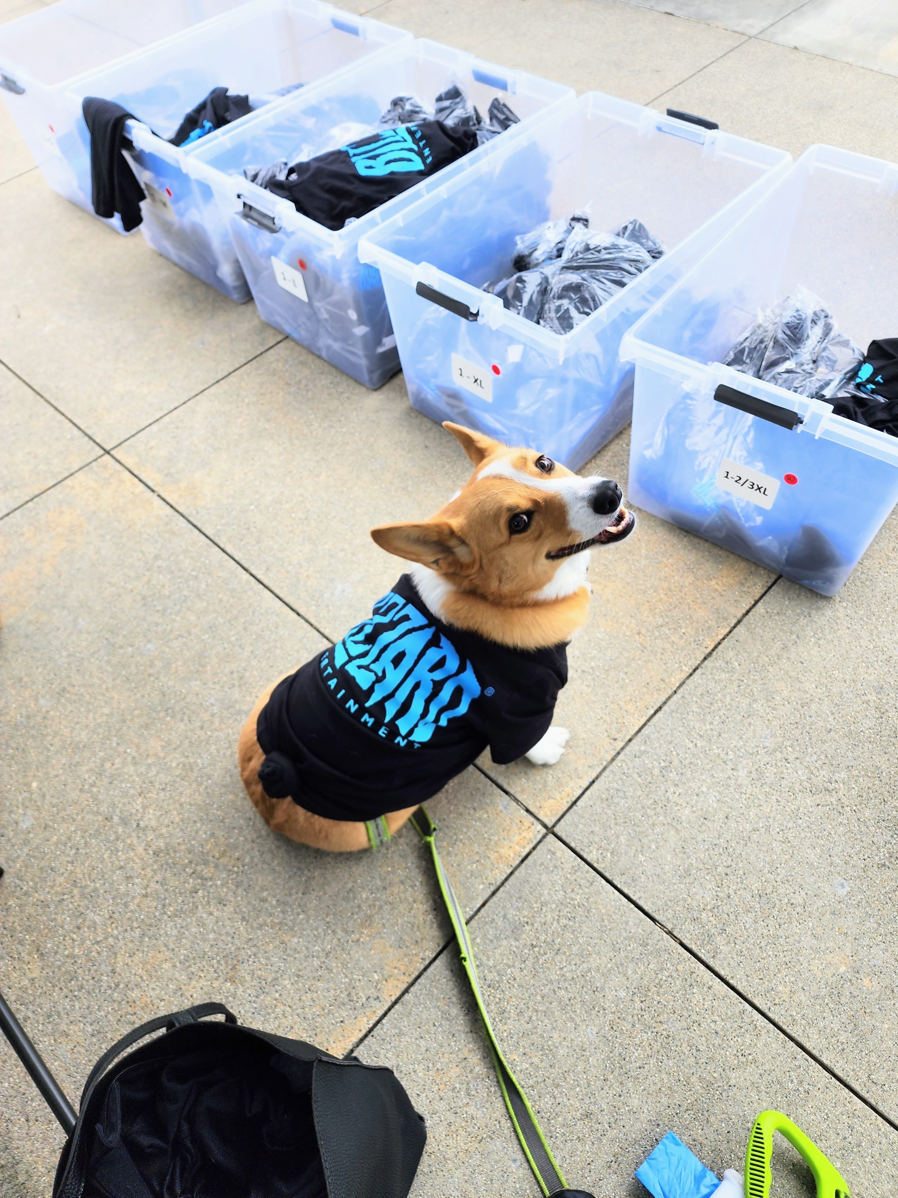 Собаки в офисе Blizzard в Ирвайне. Источник фото: твиттер LifeatBlizzard