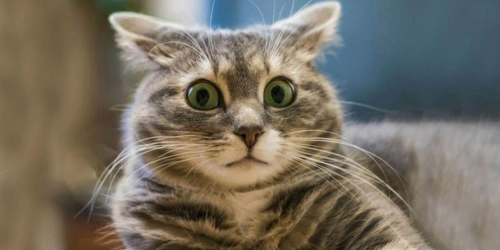 Twitch оштрафована на ₽3,8 млн