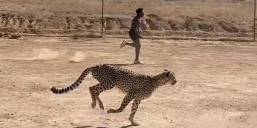 IShowSpeed устроил гонку с гепардом — животное его поцарапало