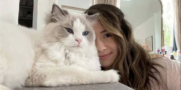 У Pokimane умерла кошка после падения с балкона