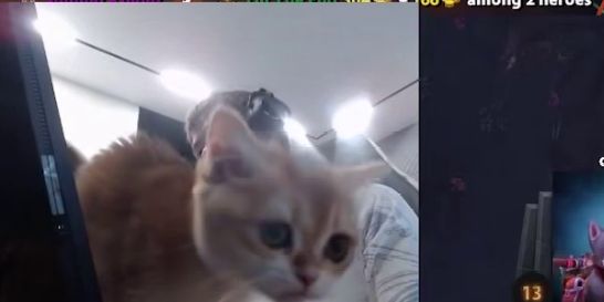 Кот Malr1ne поставил матч в Dota 2 на паузу — животное залезло к киберспортсмену на клавиатуру
