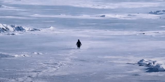 Мем про пингвина — что значит и откуда появился в 2026 году?