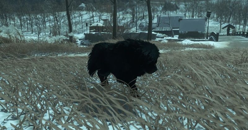В ghost of tsushima появится возможность гладить собак