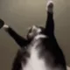 Jigglin